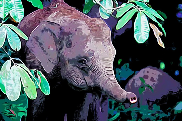 Borneo Pygmy Elephant Elephas maximus borneensis