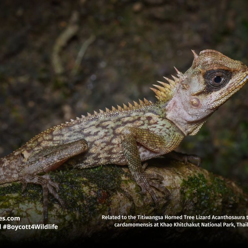 Titiwangsa Horned Tree Lizard Acanthosaura&nbsp;titiwangsaensis