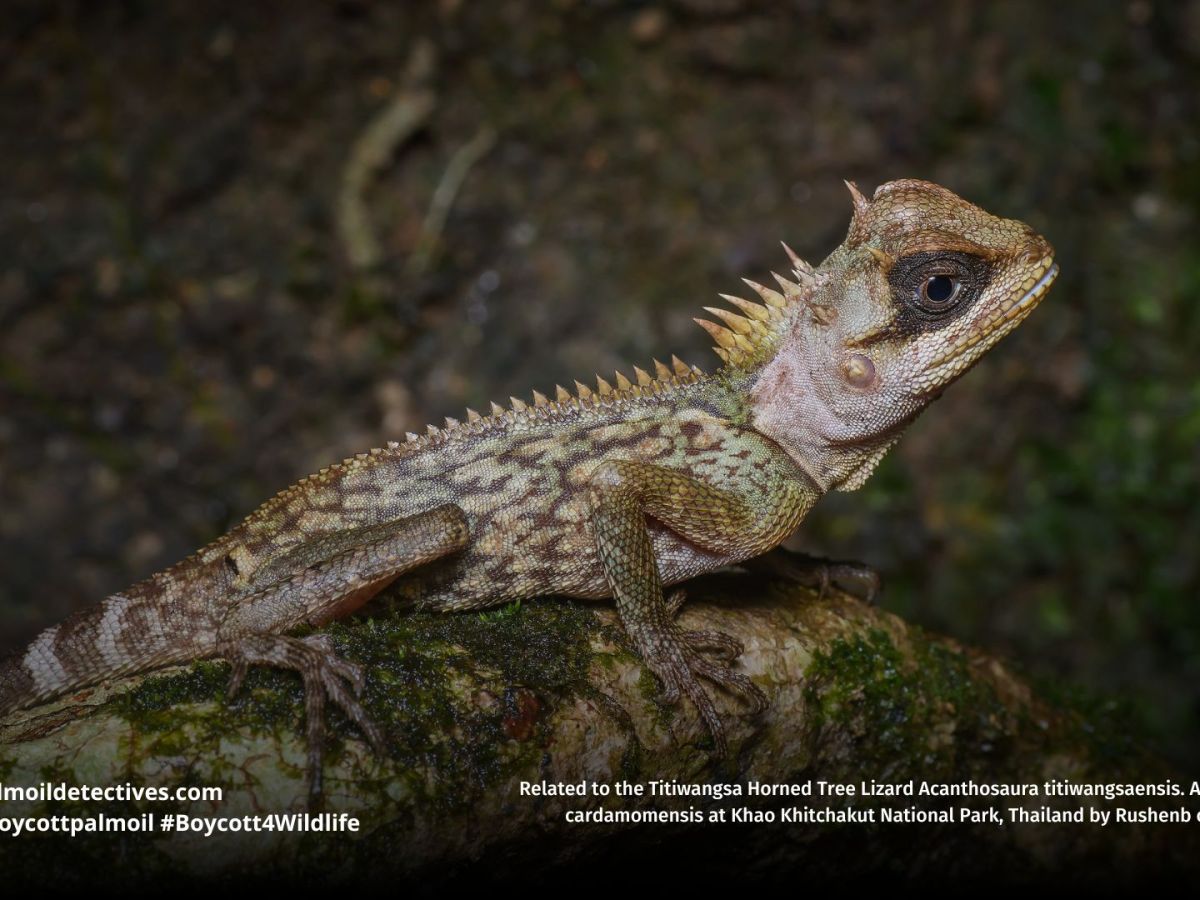 Titiwangsa Horned Tree Lizard Acanthosaura&nbsp;titiwangsaensis