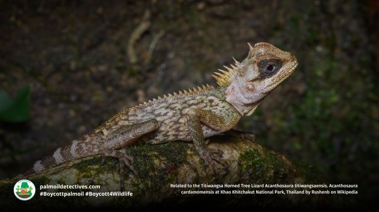Acanthosaura cardamomensis at Khao Khitchakut National Park, Thailand by Rushenb on Wikipedia