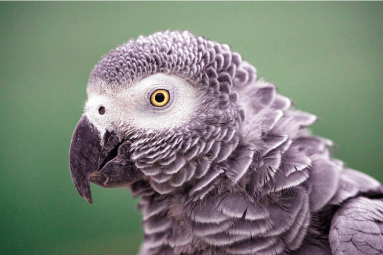 African Grey Parrot Psittacus erithacus