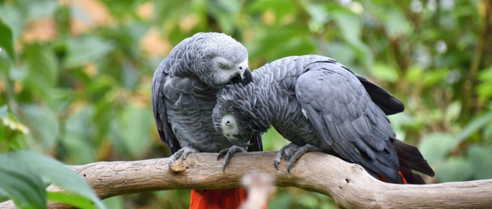 African Grey Parrot Psittacus erithacus