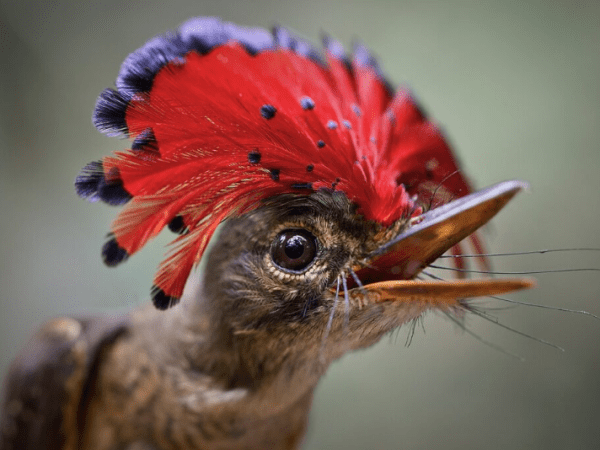 The Amazonian Royal Flycatcher: A flurry of&nbsp;feathers