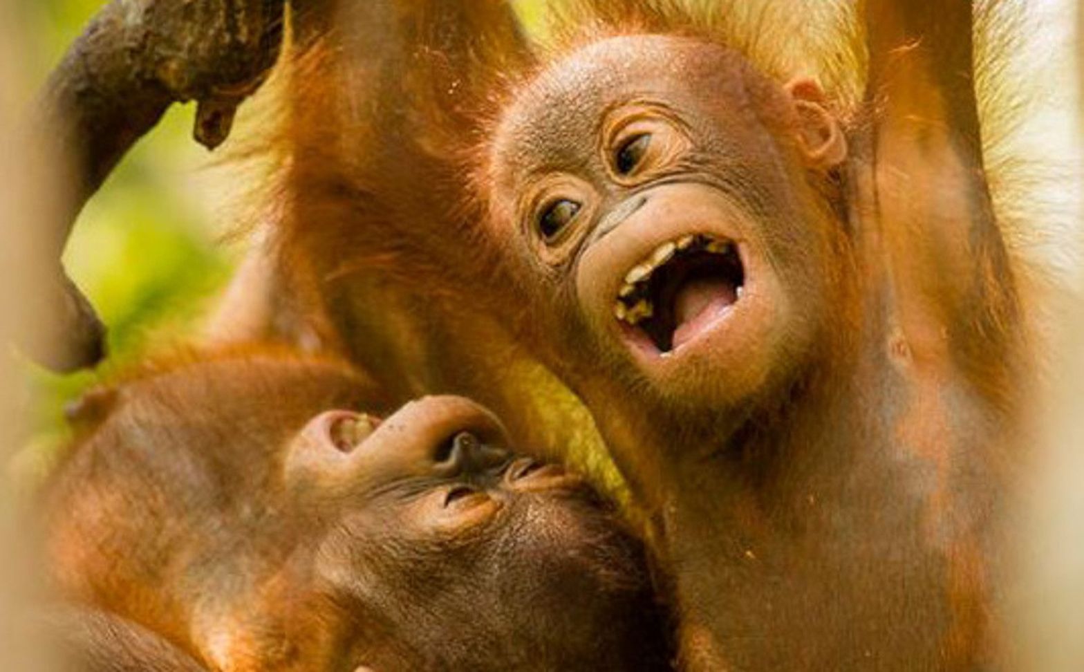 The lengthy childhood of endangered orangutans is written in their teeth