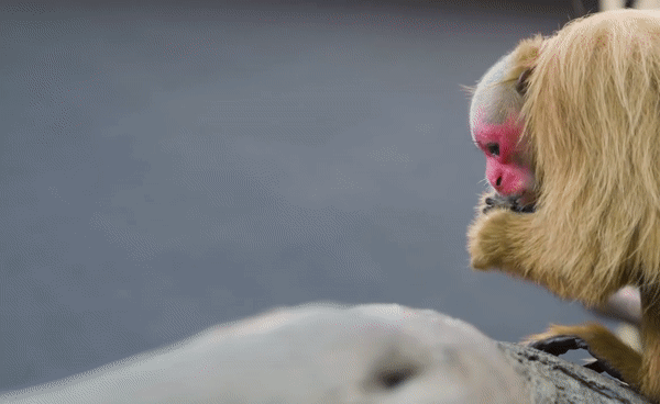 Bald-headed Uacari Cacajao calvus