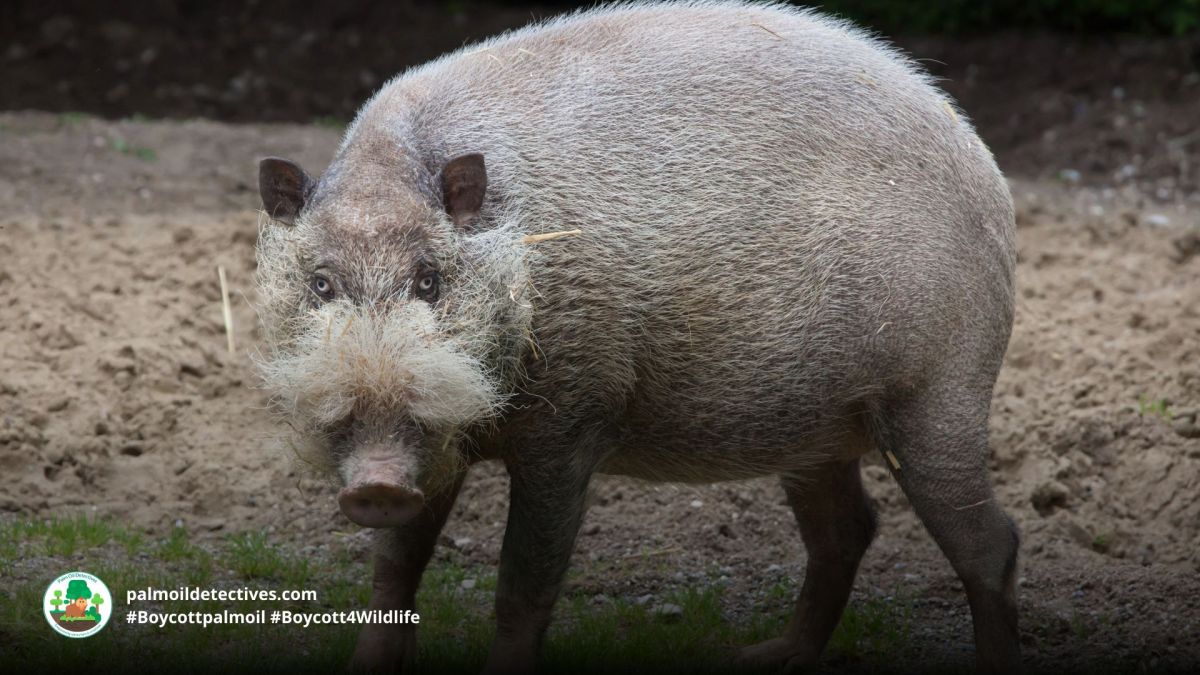 Borneo’s bearded pig: forest gardener and eocosysem&nbsp;protector!