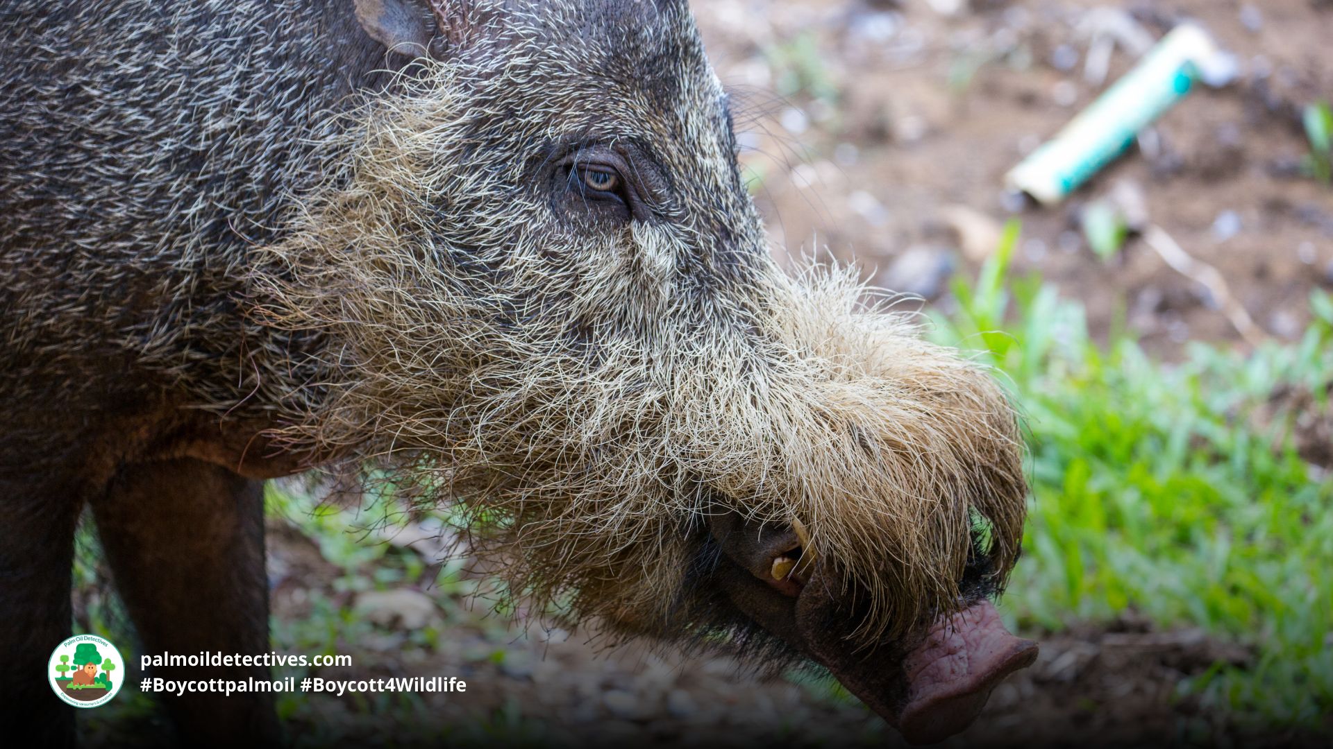 Bornean Bearded Pig Sus barbatus