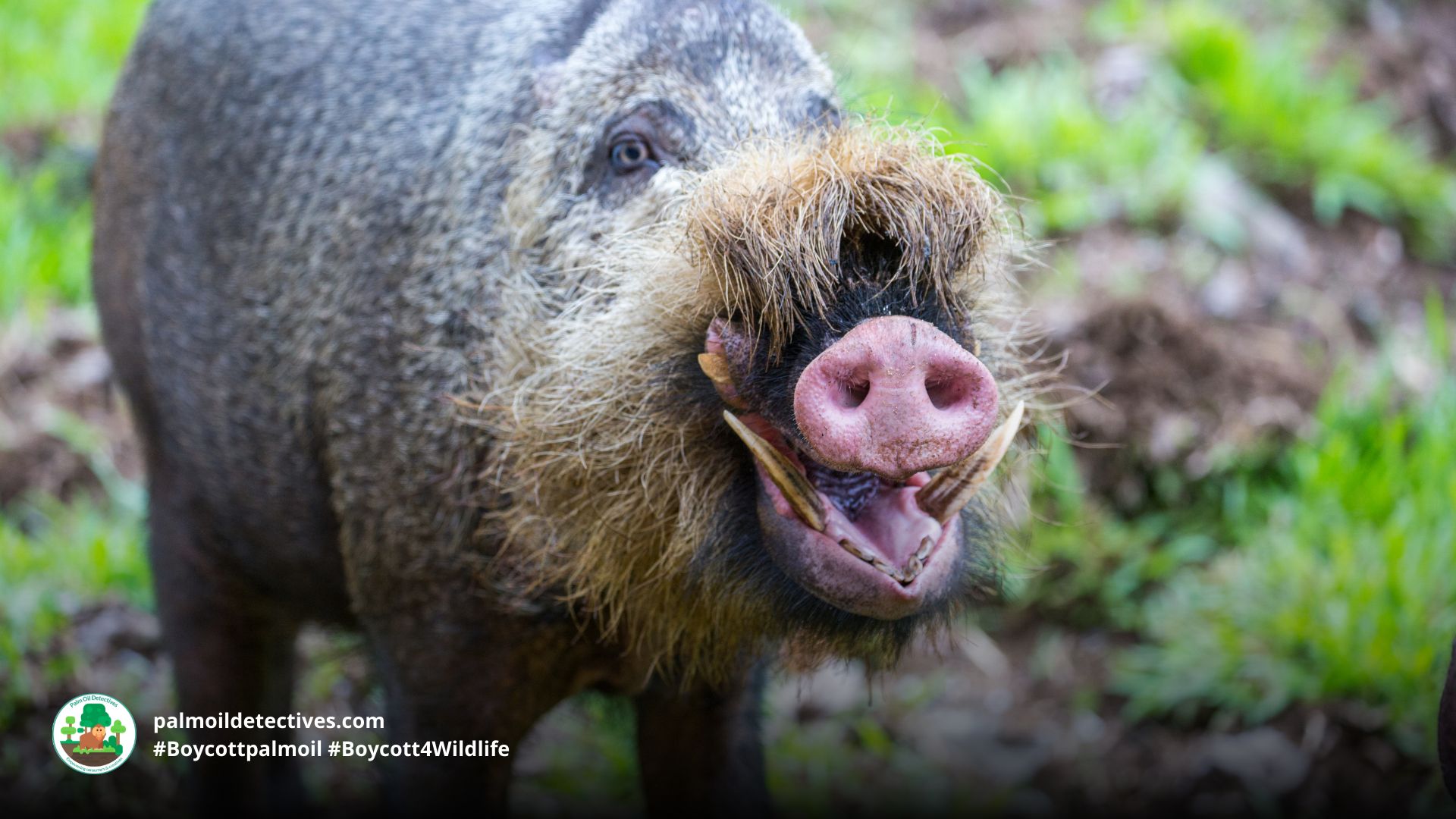 Bornean Bearded Pig Sus barbatus