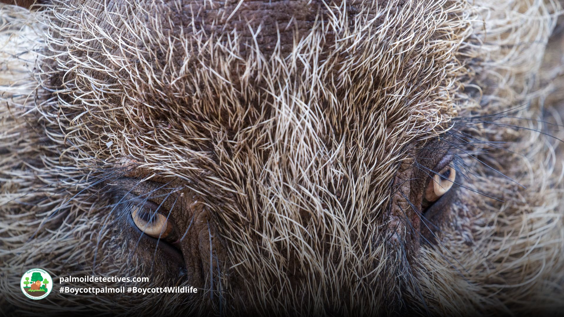 Bornean Bearded Pig Sus barbatus