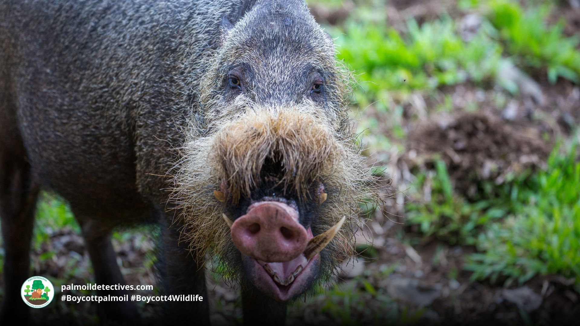Bornean Bearded Pig Sus barbatus