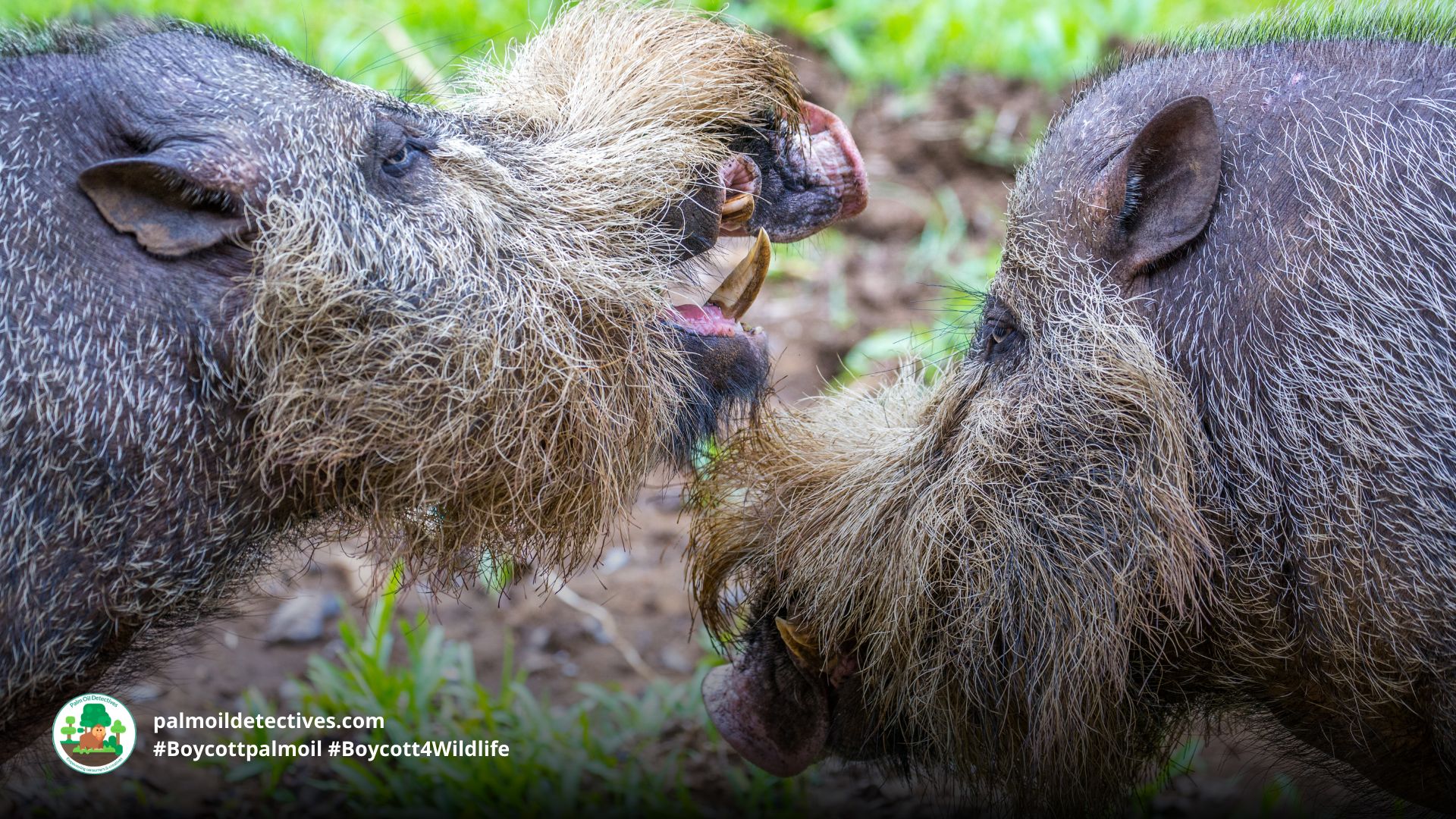 Bornean Bearded Pig Sus barbatus