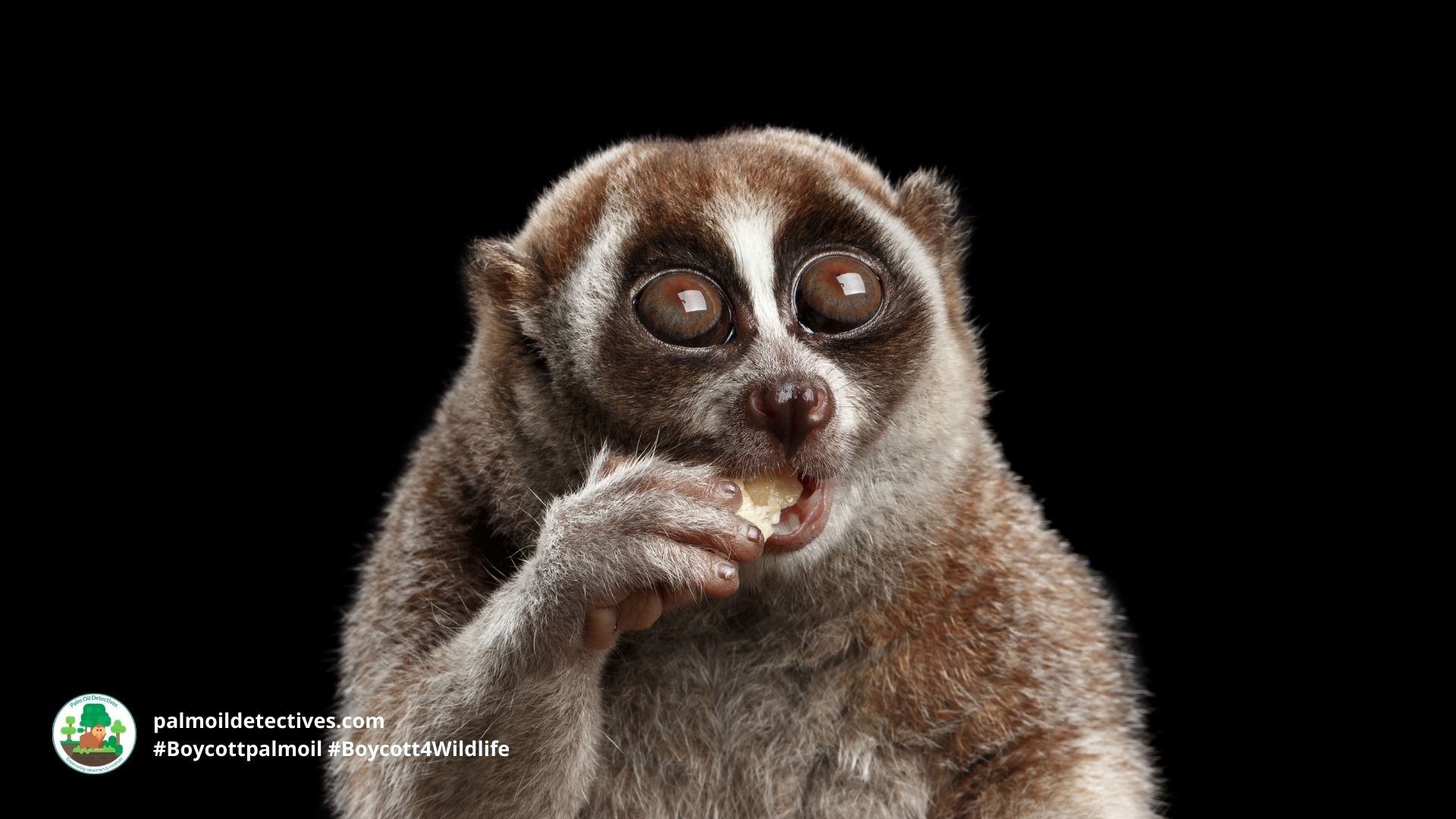 Bengal Slow Loris Nycticebus bengalensis - Asia 1