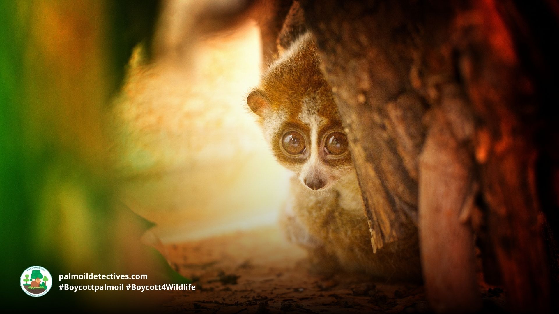 Bengal Slow Loris Nycticebus bengalensis - Asia 2