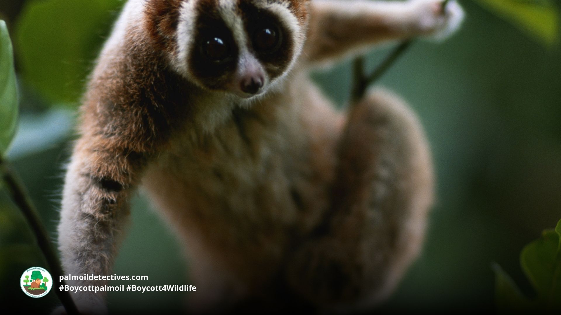 Bengal Slow Loris Nycticebus bengalensis - Asia 3