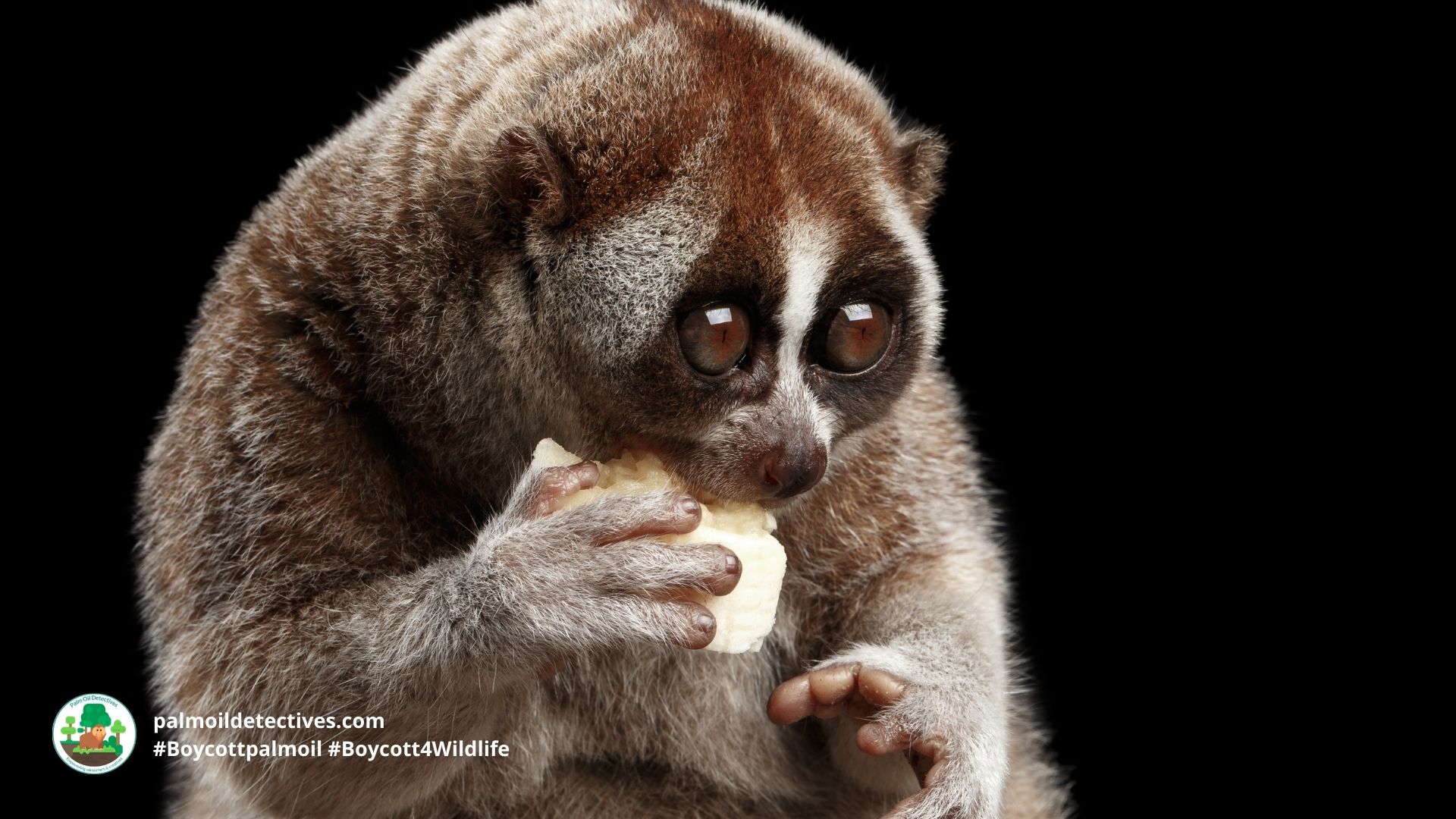 Bengal Slow Loris Nycticebus bengalensis - Asia 7