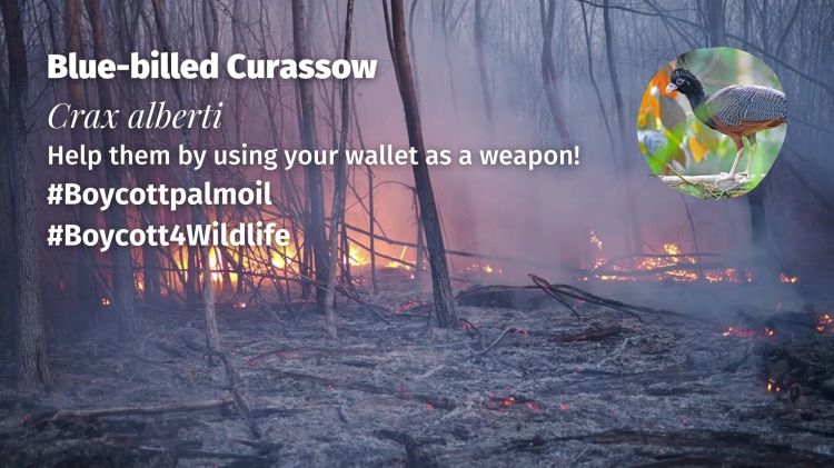 Blue-billed Curassow Crax alberti boycott