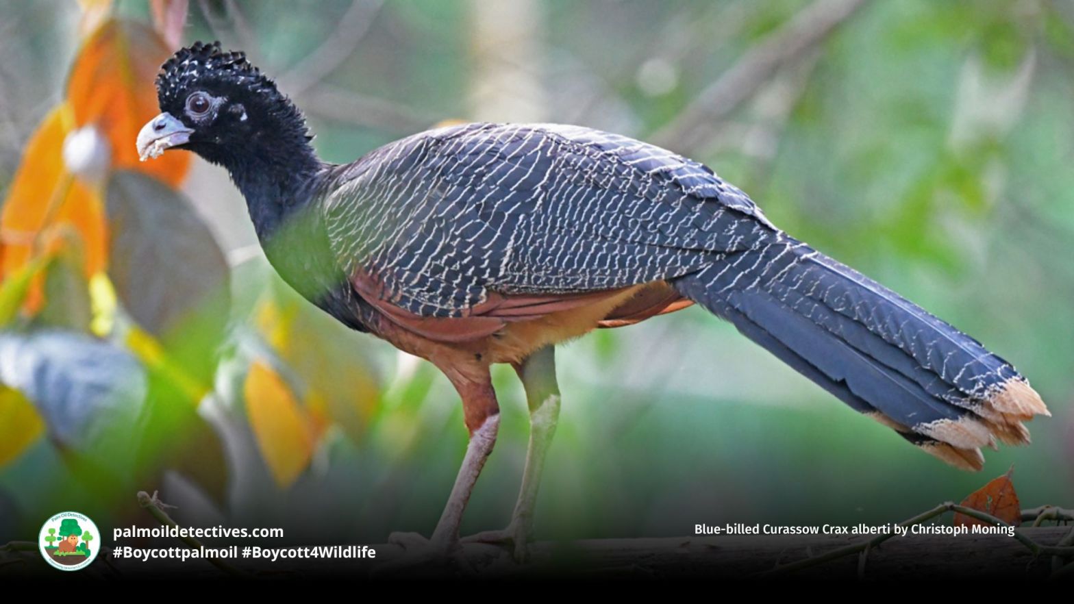 Blue-billed Curassow Crax alberti by Christoph Moning