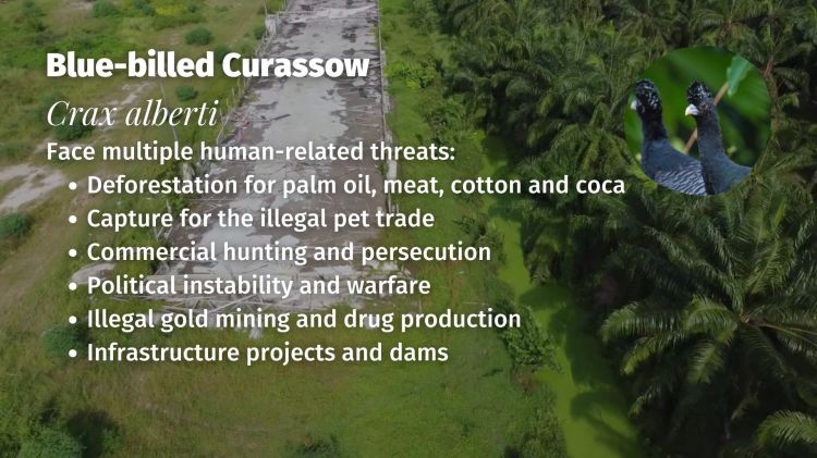 Blue-billed Curassow Crax alberti threats