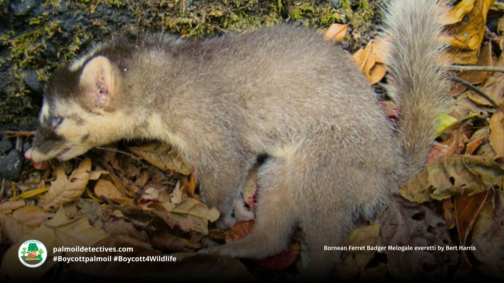 Bornean Ferret Badger Melogale everetti