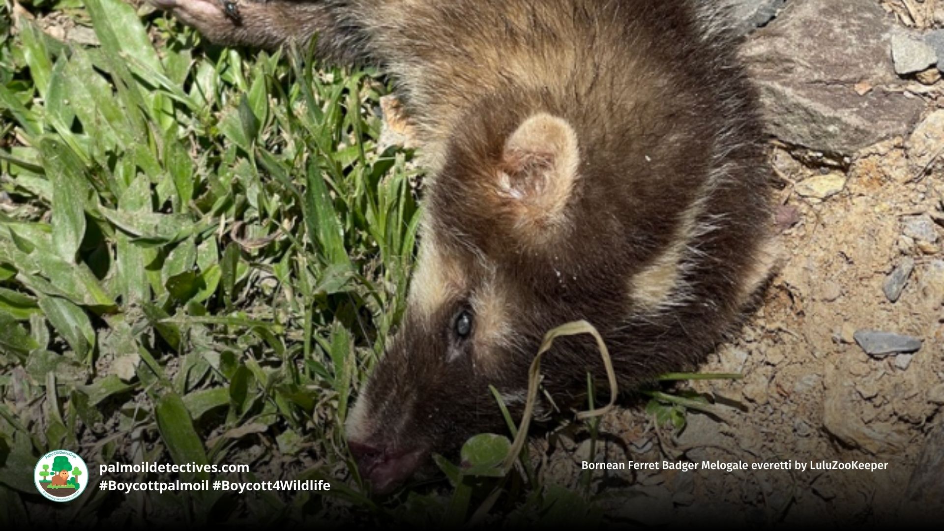 Bornean Ferret Badger Melogale everetti