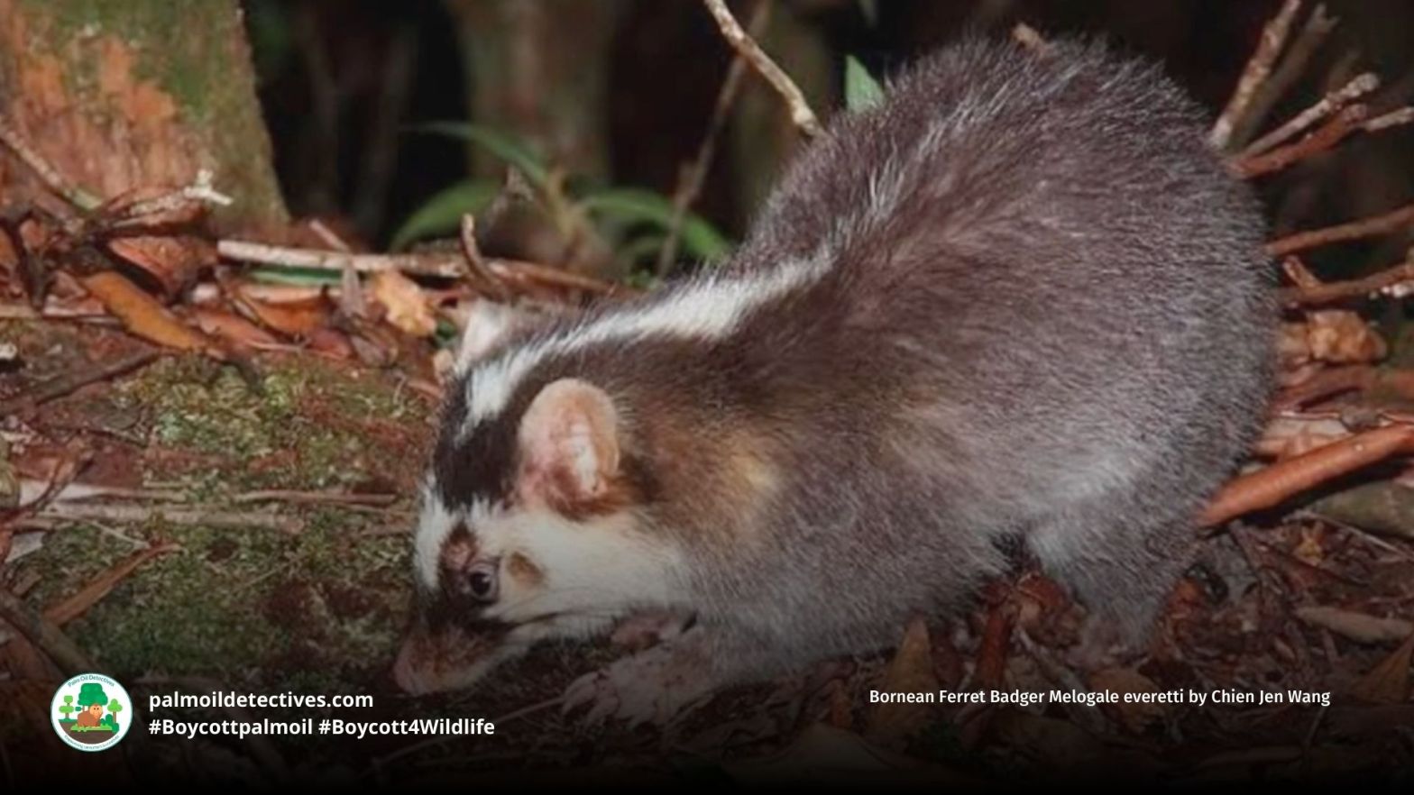 Bornean Ferret Badger Melogale everetti
