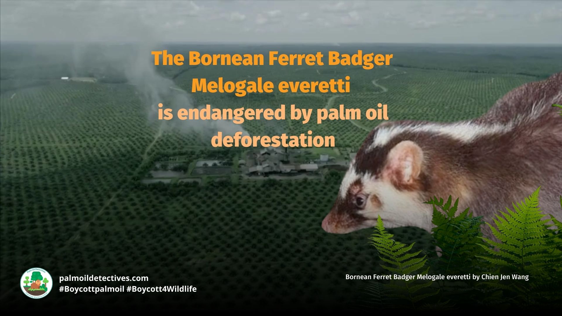 Bornean Ferret Badger Melogale everetti