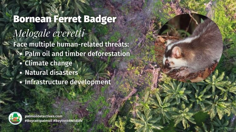 Bornean Ferret Badger Melogale everetti threats.