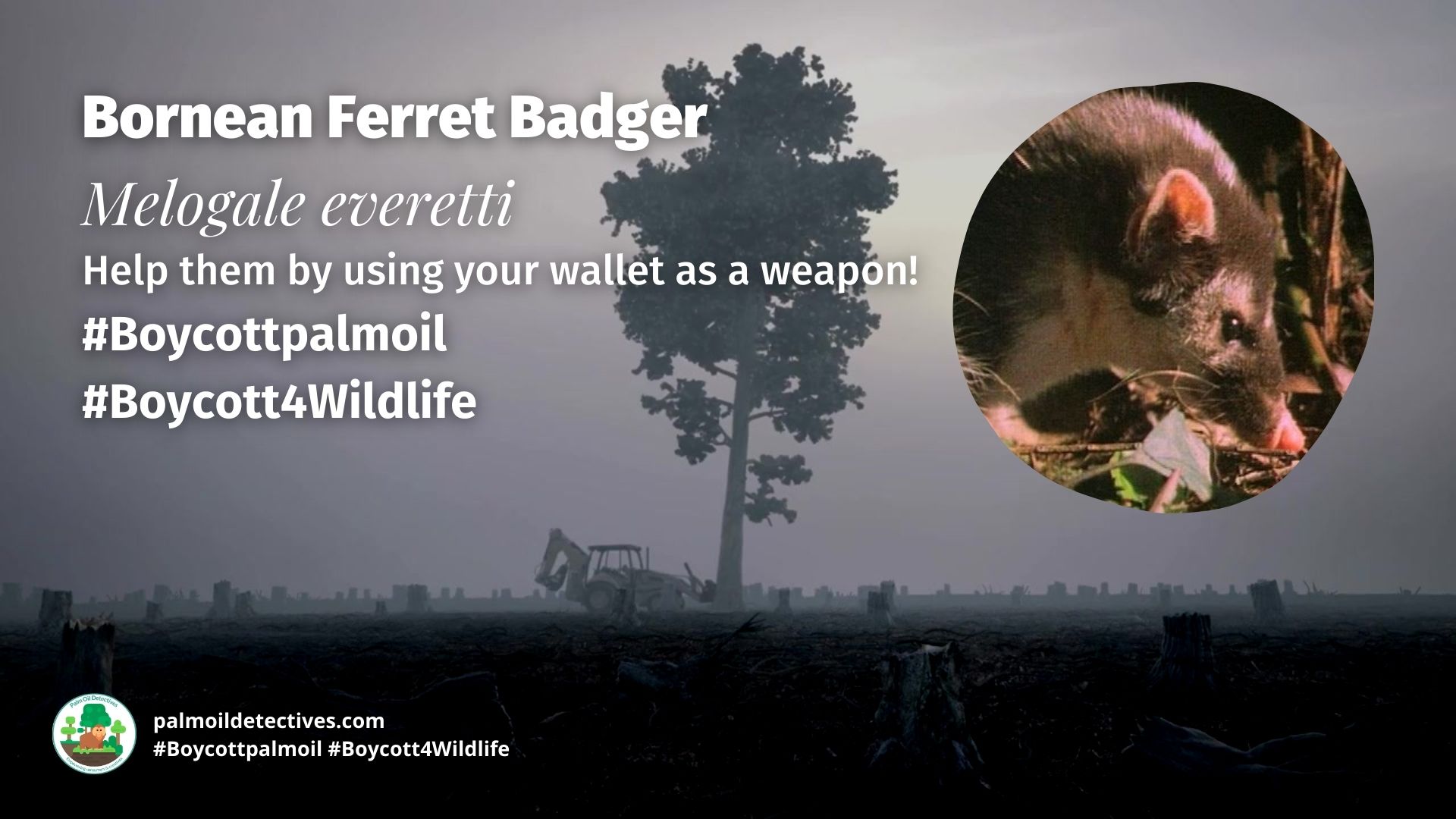 Bornean Ferret Badger Melogale everetti boycott