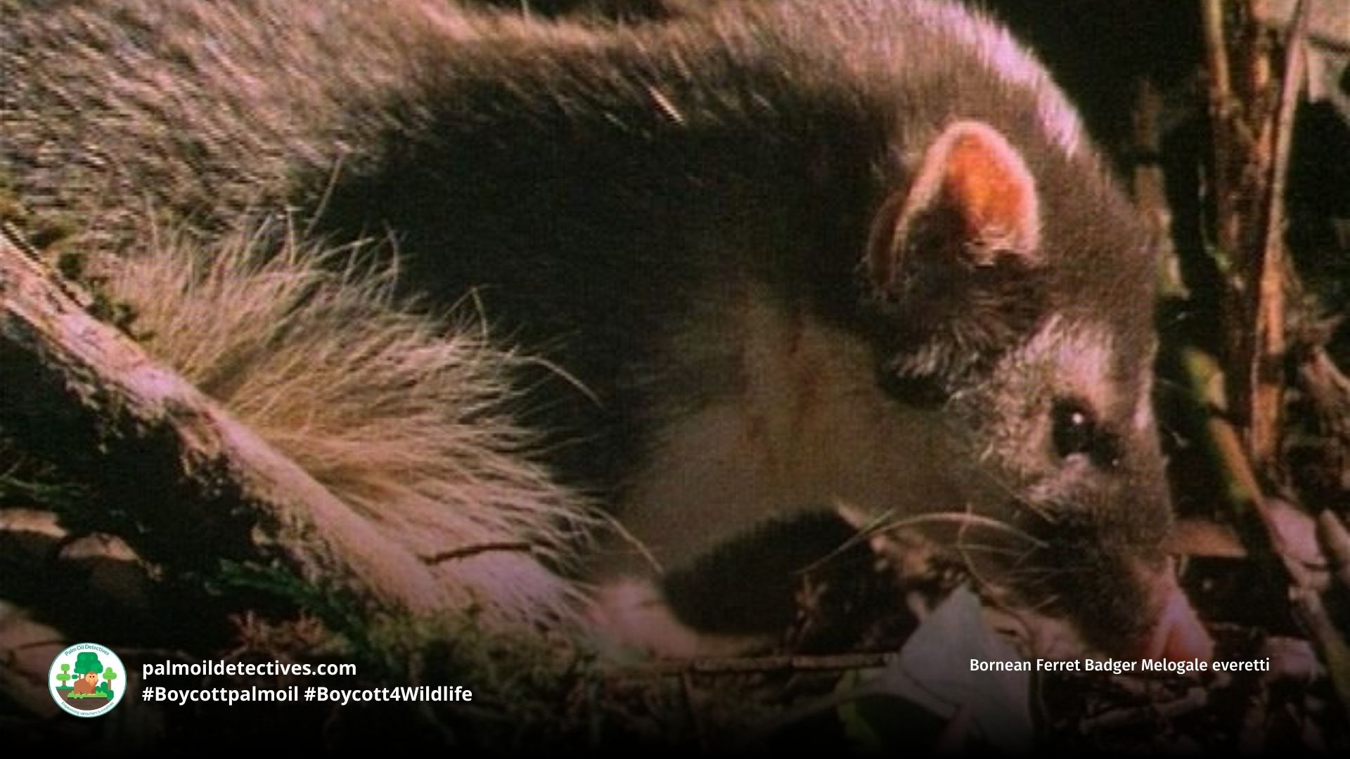 Bornean Ferret Badger Melogale everetti