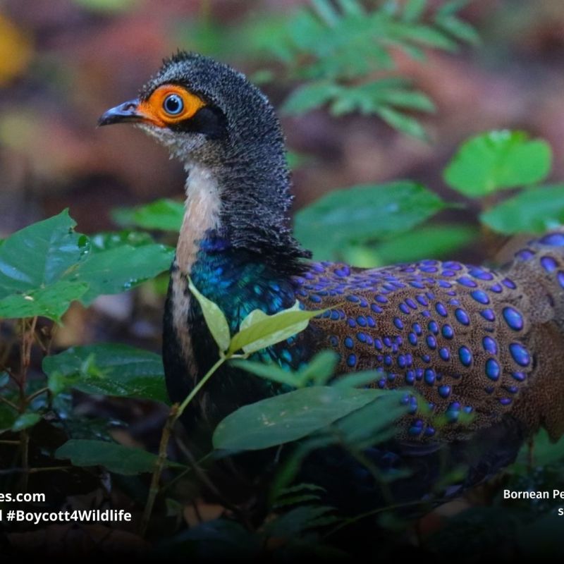 Bornean Peacock-pheasant Polyplectron&nbsp;schleiermacheri