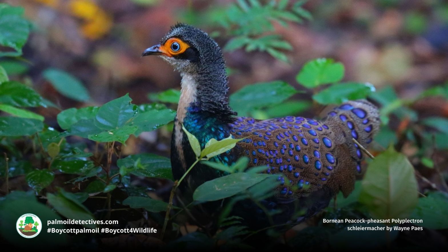 Bornean Peacock-pheasant Polyplectron schleiermacheri