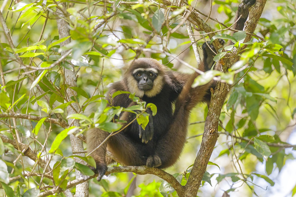 Bornean White-bearded Gibbon Hylobates albibarbis Palm Oil Detectives
