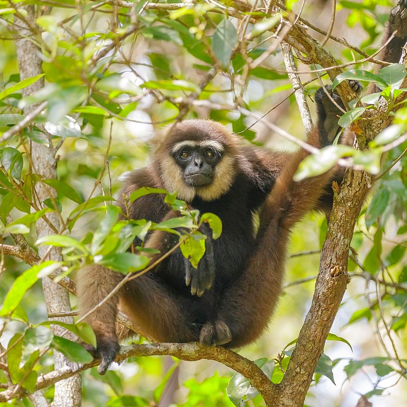Bornean White-bearded Gibbon Hylobates&nbsp;albibarbis