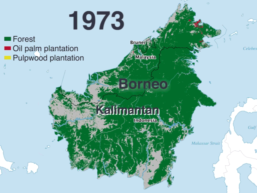 Changes to rainforest in Borneo GIF