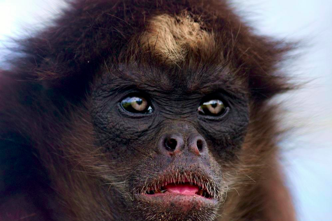 Brown Spider Monkey Ateles hybridus