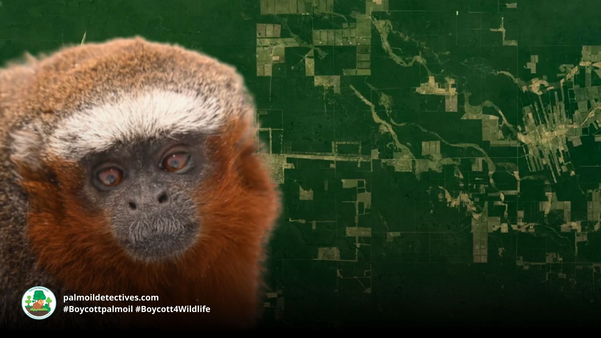 Caquetá Tití Monkey Plecturocebus caquetensis the rarest monkey in the world