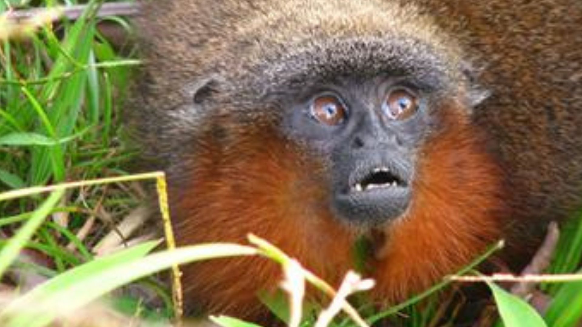 Caquetá Tití Monkey Plecturocebus caquetensis the rarest monkey in the world scared