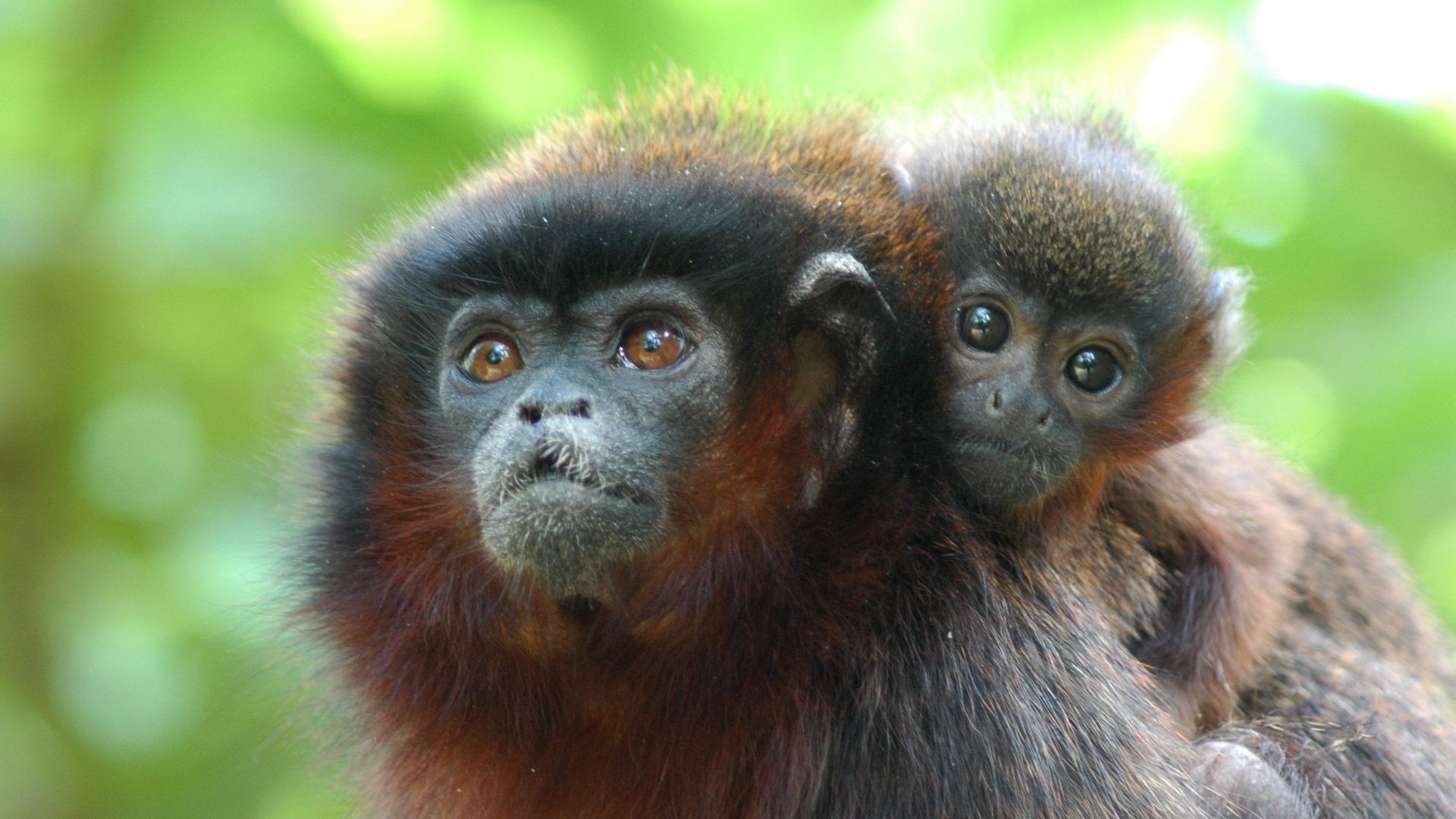 Caquetá Tití Monkey Plecturocebus caquetensis mother and baby