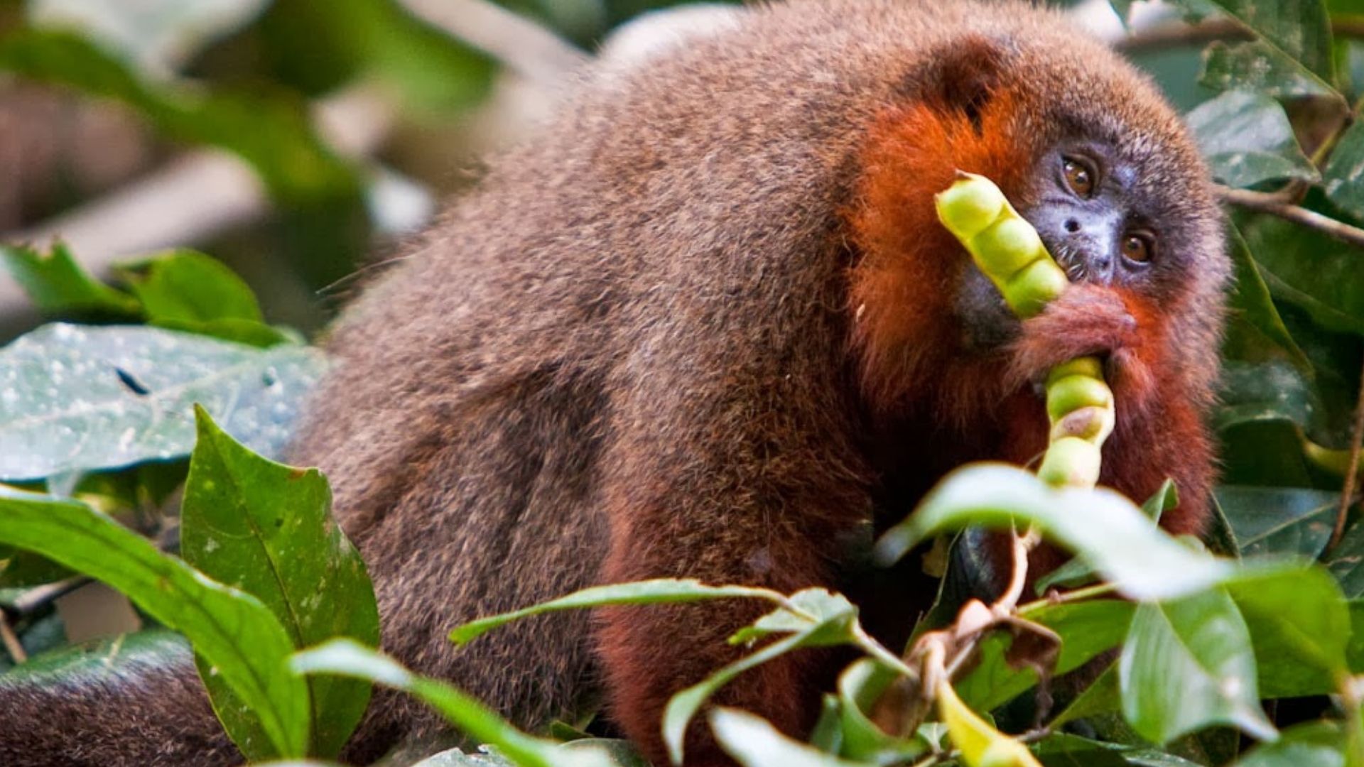 Caquetá Tití Monkey Plecturocebus caquetensis eating