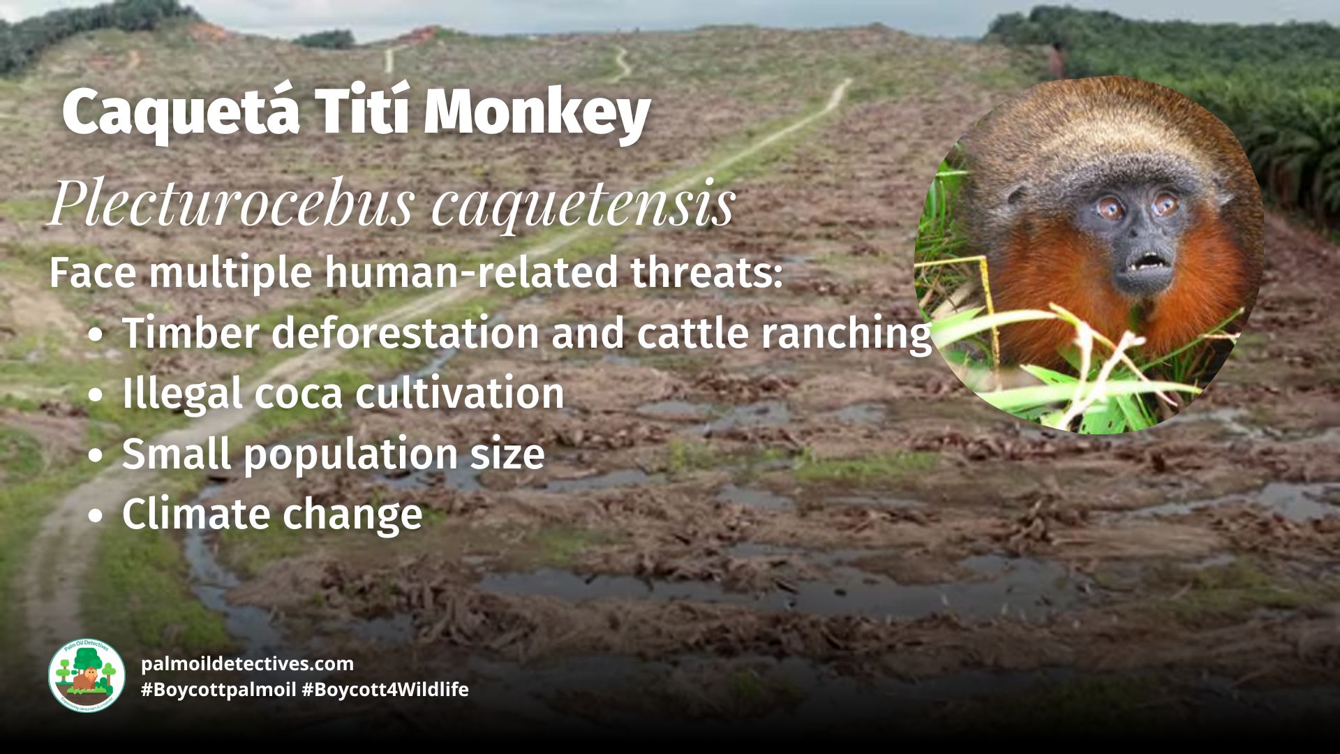 Caquetá Tití Monkey Plecturocebus caquetensis the rarest monkey in the world - threats