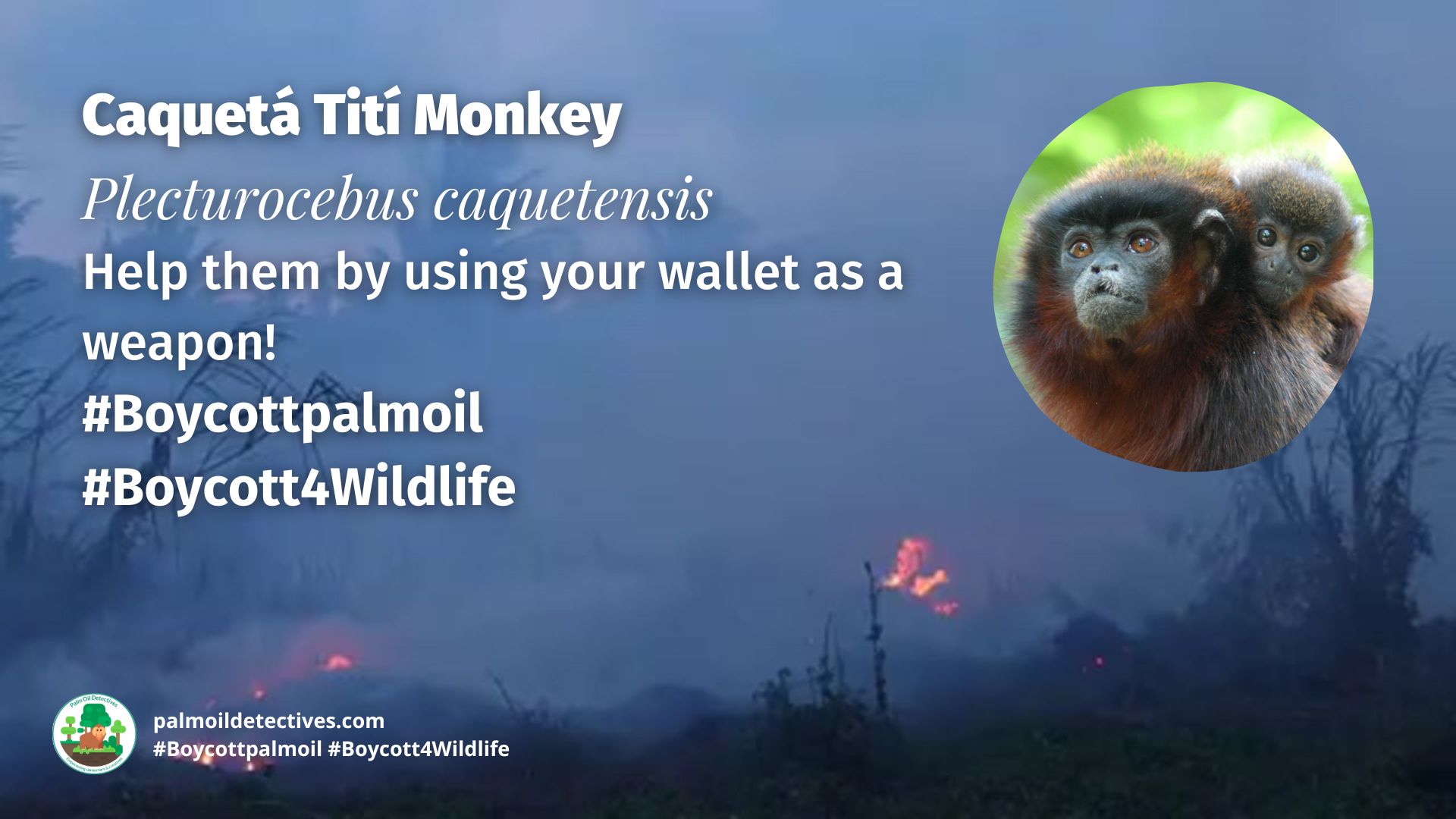Caquetá Tití Monkey Plecturocebus caquetensis the rarest monkey in the world boycott