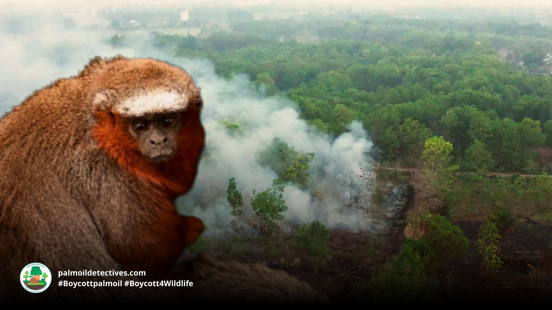 Caquetá Tití Monkey Plecturocebus caquetensis