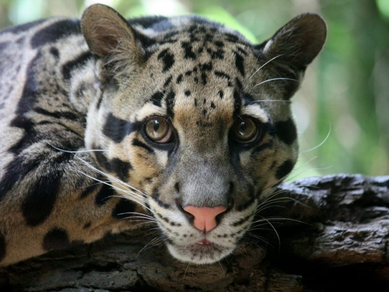 The Stealth and Beauty of the Clouded&nbsp;Leopard