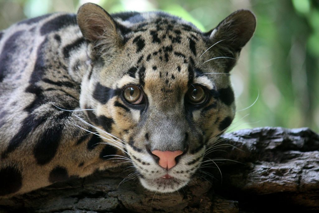 Clouded Leopard Neofelis nebulosa