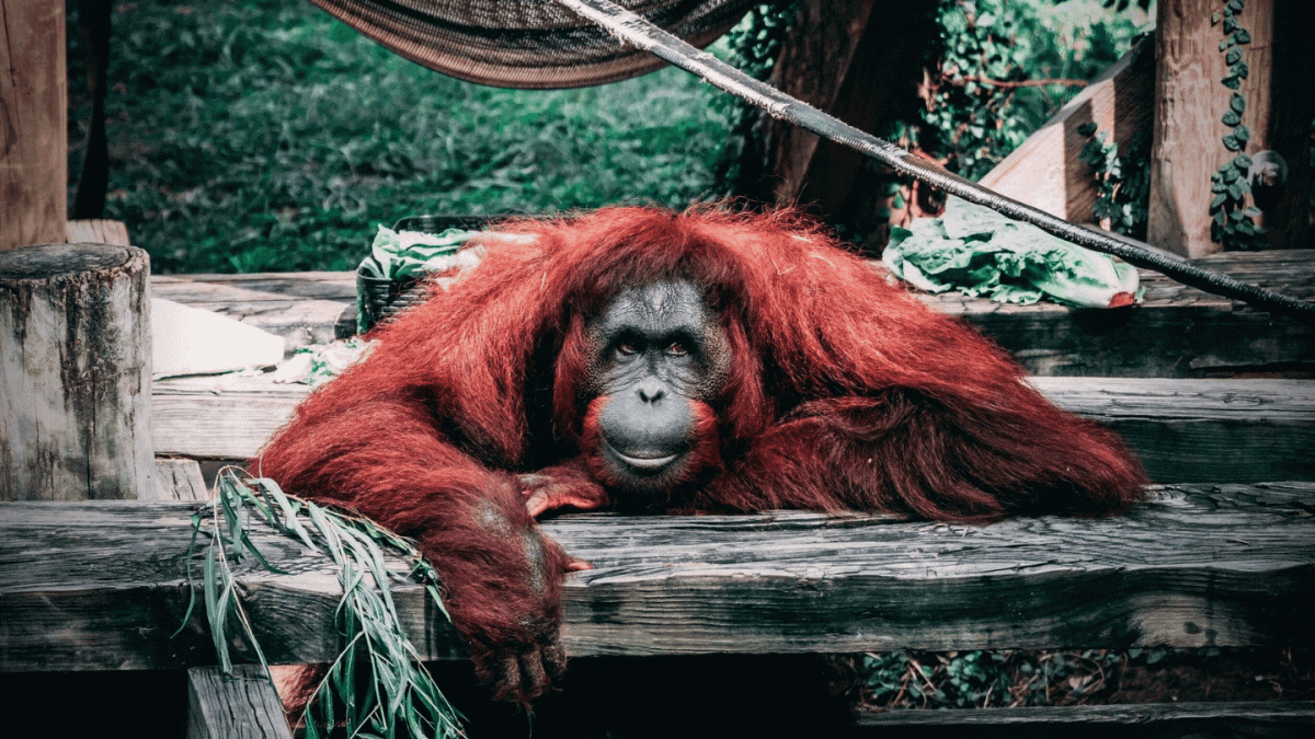 Creatives for Cool Creatures Journal - multicoloured orangutan GIF
