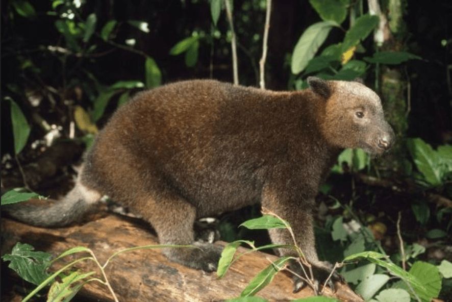 Doria's Tree Kangaroo Dendrolagus dorianus