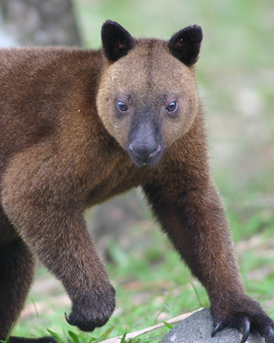 Doria's Tree Kangaroo Dendrolagus dorianus