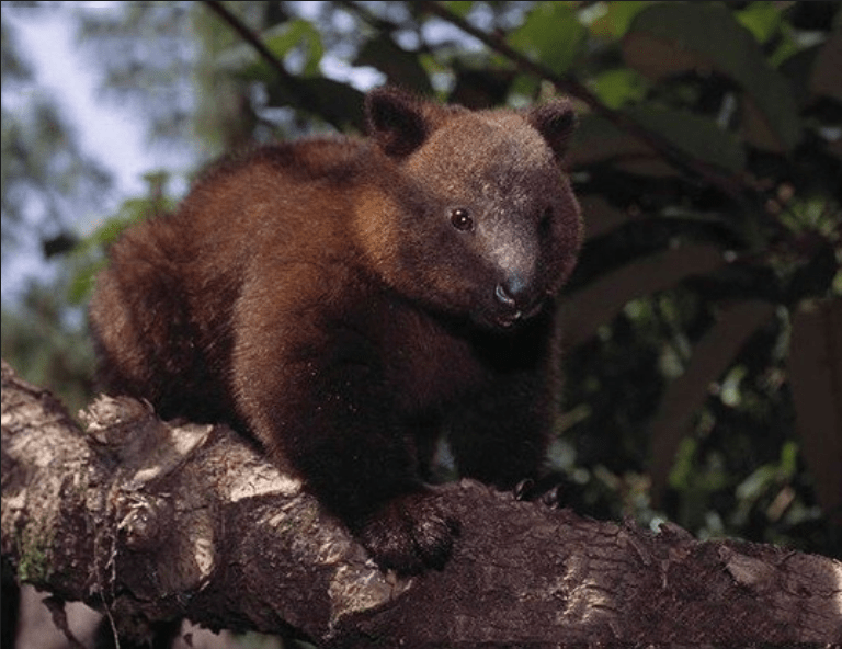 Doria's Tree Kangaroo Dendrolagus dorianus