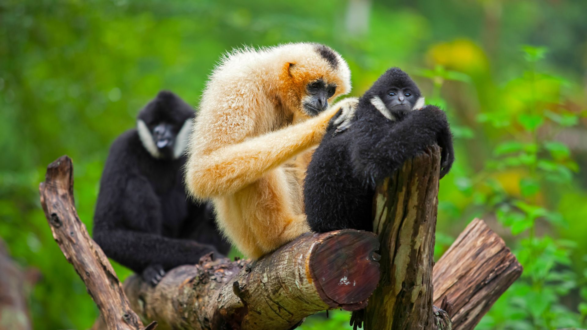 Eastern Hoolock Gibbon Hoolock leuconedys