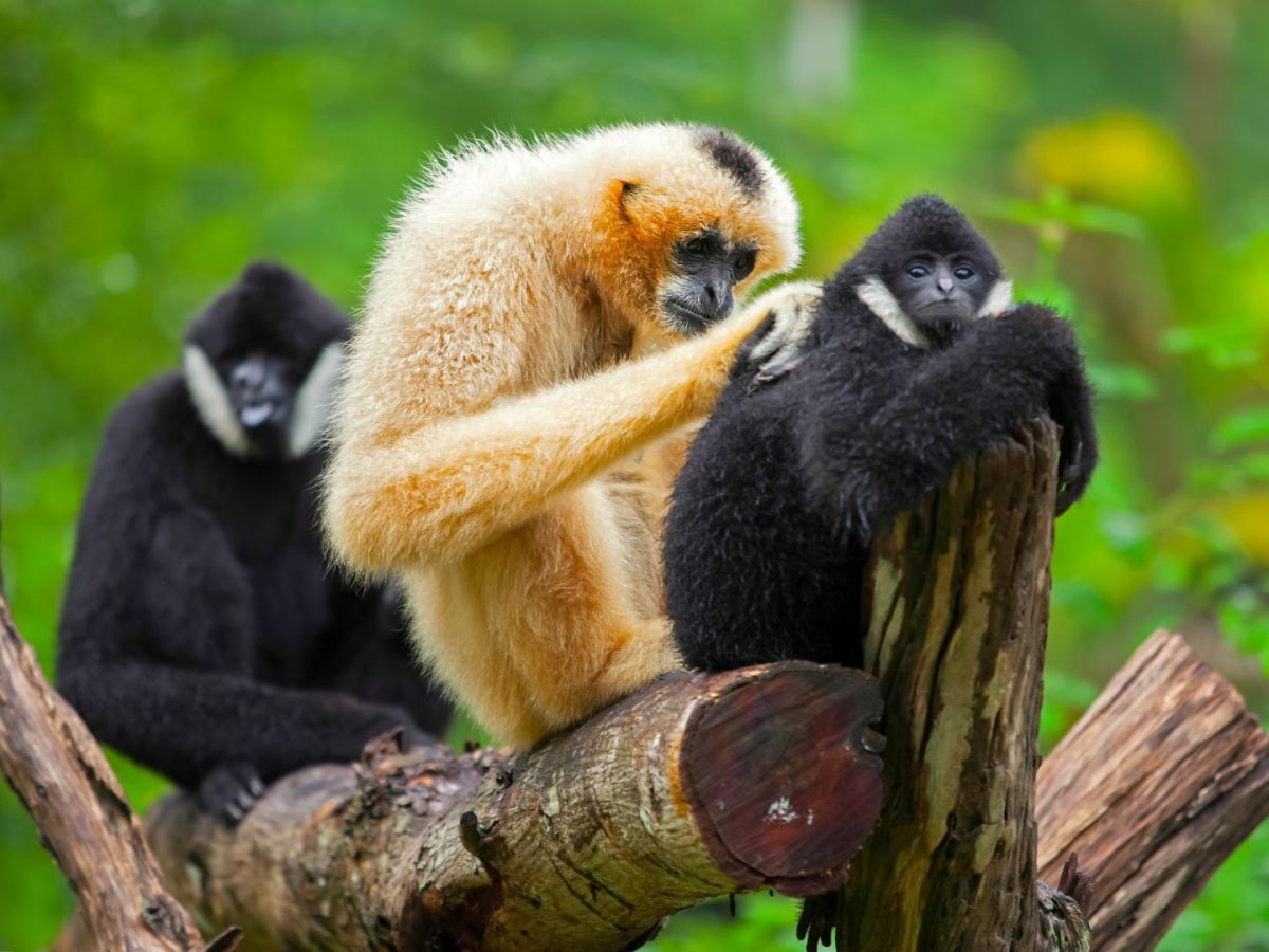 Eastern Hoolock Gibbon Hoolock&nbsp;leuconedys